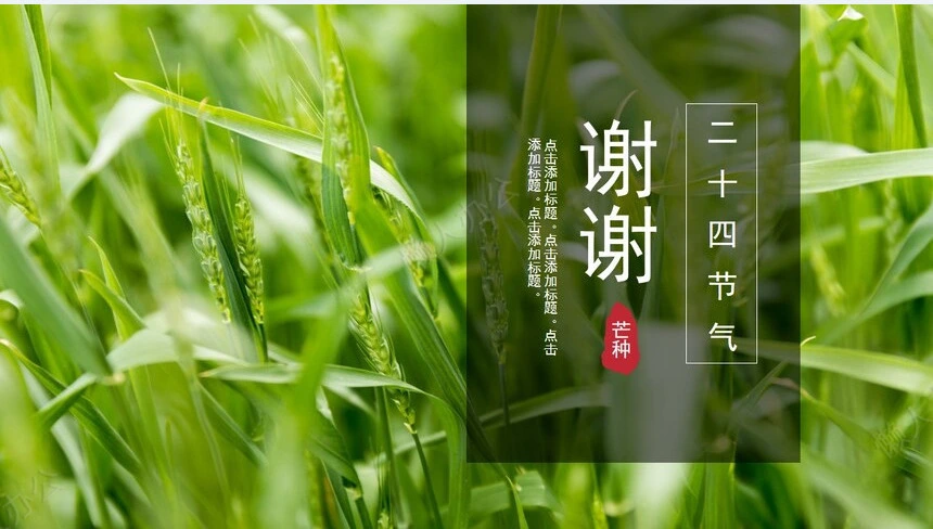 二十四节气芒种通用PPT模板(3)