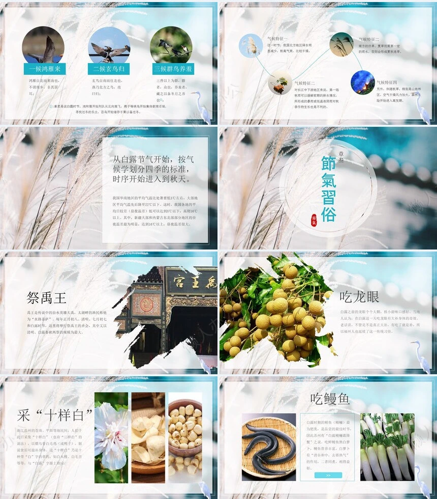 二十四节气白露通用PPT模板(13)