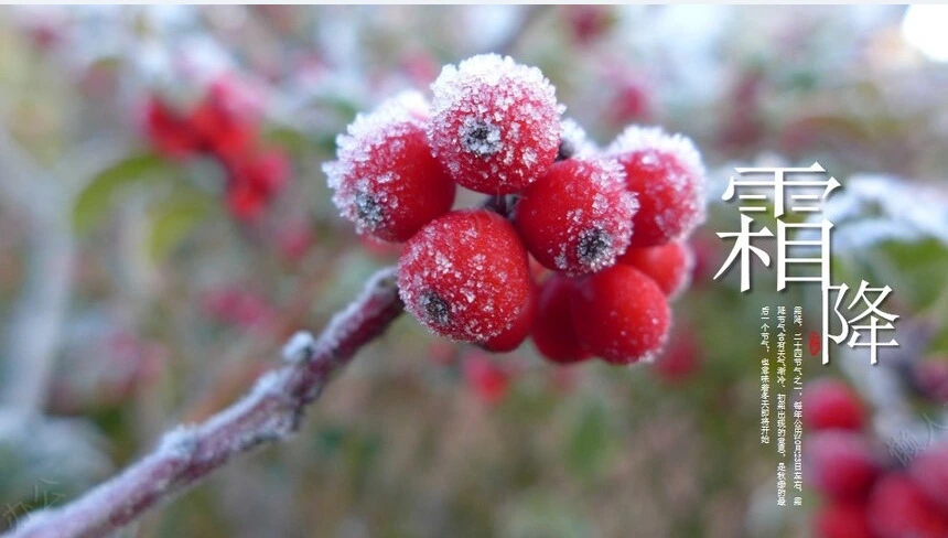 二十四节气霜降通用PPT模板(28)