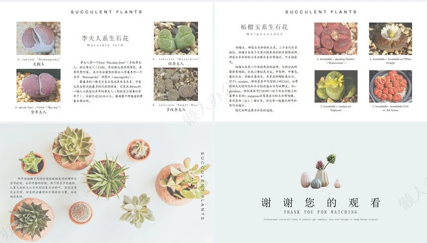 森系小清新通用PPT模板(19)